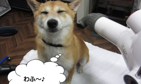 気持ちよさそう豆柴