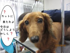 カット前ミニチュアダックス