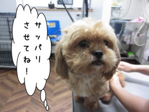 カット前ミックス