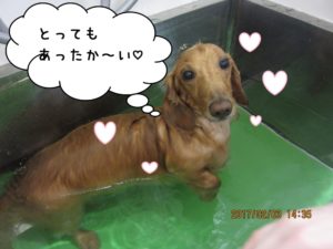 スパ中ミニチュアダックス