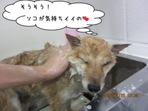 シャンプー中柴犬
