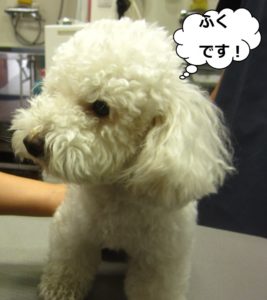 カット前トイプードル