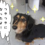 おすましミニチュアダックス