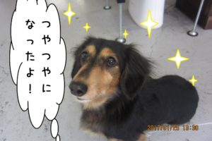 おすましミニチュアダックス