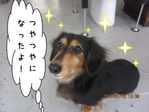 おすましミニチュアダックス