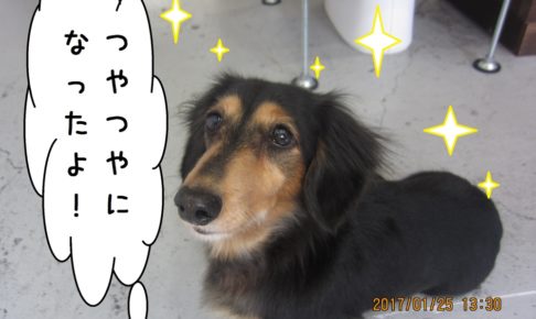 おすましミニチュアダックス