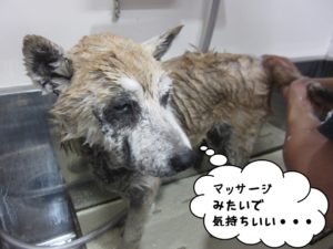 シャンプー中柴犬