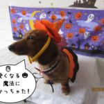 ハロウィンミニチュアダックス