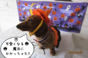 ハロウィンミニチュアダックス