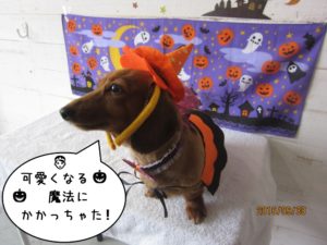 ハロウィンミニチュアダックス