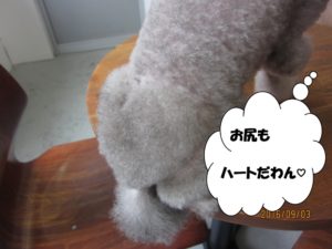 カット後トイプードル