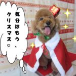 サンタさんトイプードル