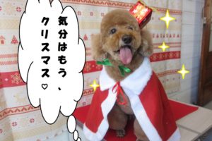 サンタさんトイプードル
