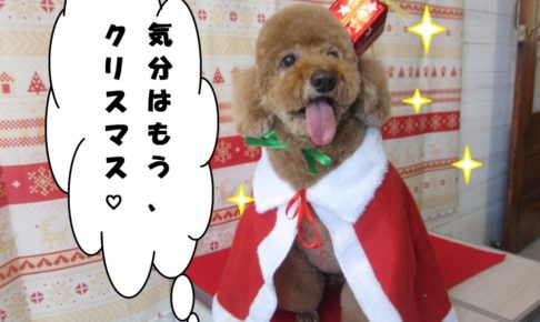 サンタさんトイプードル