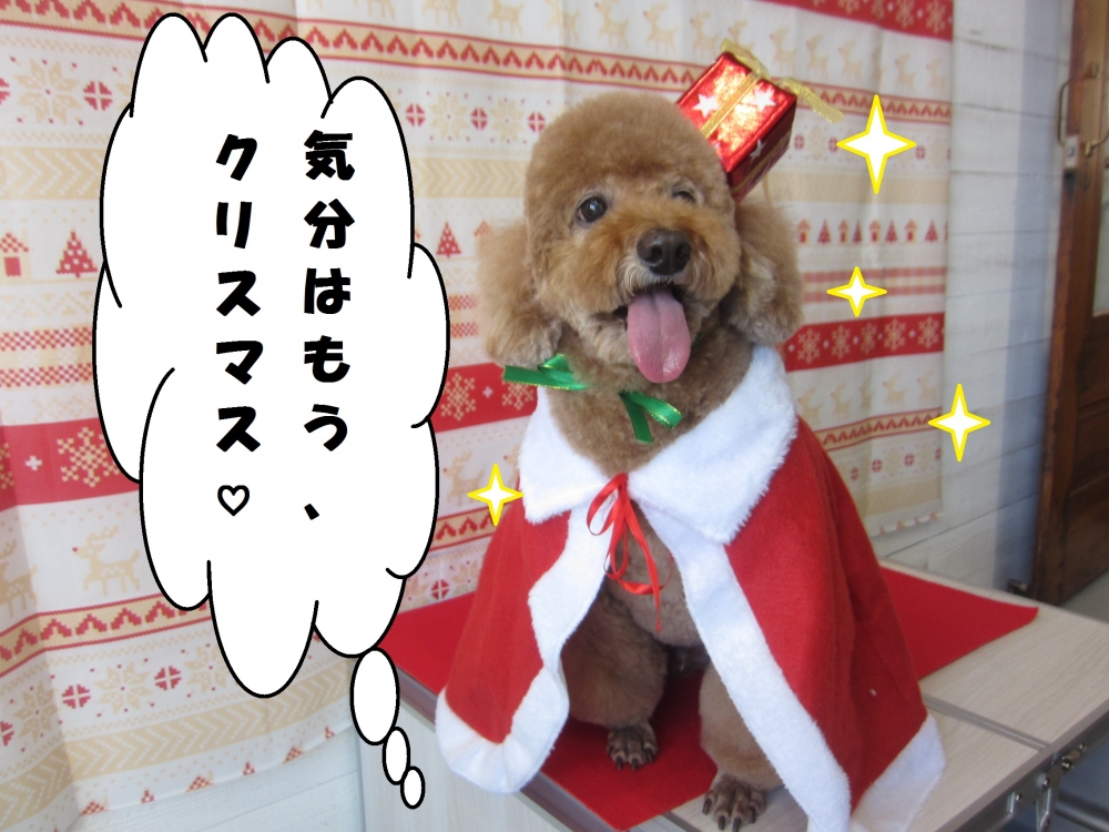 サンタさんトイプードル