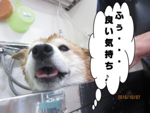スパ中柴犬