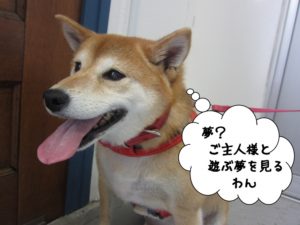 施術後柴犬
