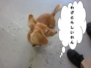 施術後ミニチュアダックス