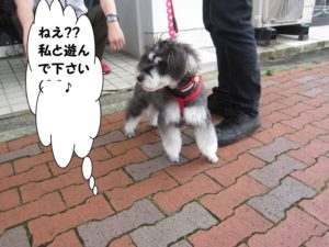 お散歩中Mシュナ