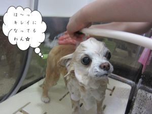 シャンプー中チワワ
