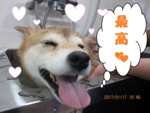 スパ中柴犬
