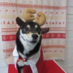 トナカイさん柴犬