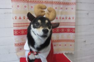 トナカイさん柴犬