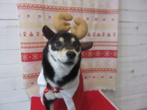 トナカイさん柴犬