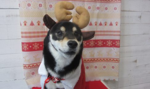 トナカイさん柴犬