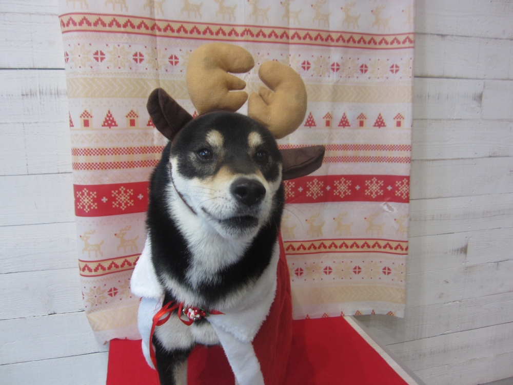 トナカイさん柴犬