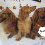 仲良しミニチュアダックス