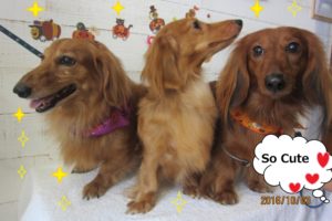 仲良しミニチュアダックス