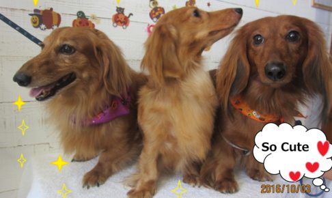 仲良しミニチュアダックス