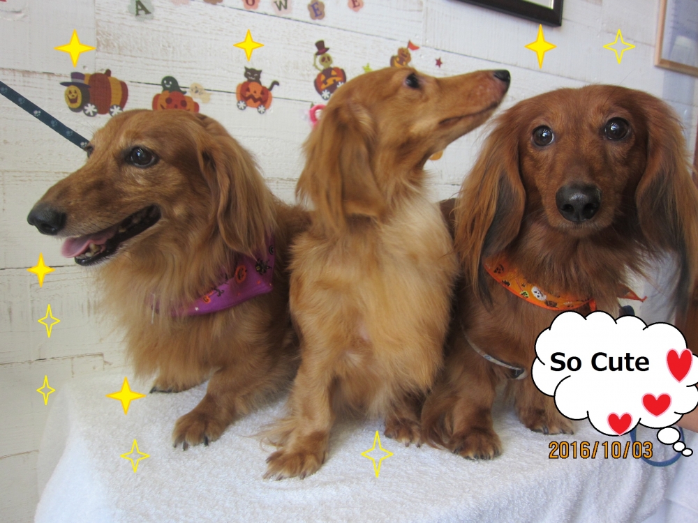 仲良しミニチュアダックス