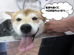 スパ中柴犬