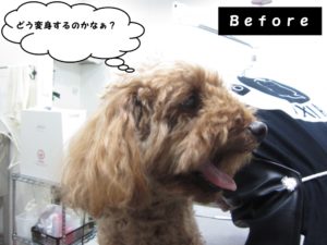 カット前トイプードル