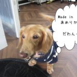 アメリカンミニチュアダックス