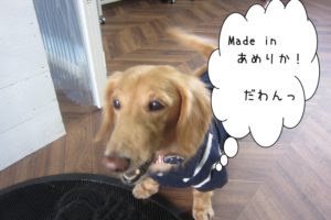 アメリカンミニチュアダックス