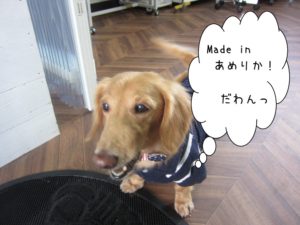 アメリカンミニチュアダックス