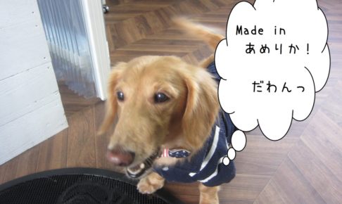 アメリカンミニチュアダックス