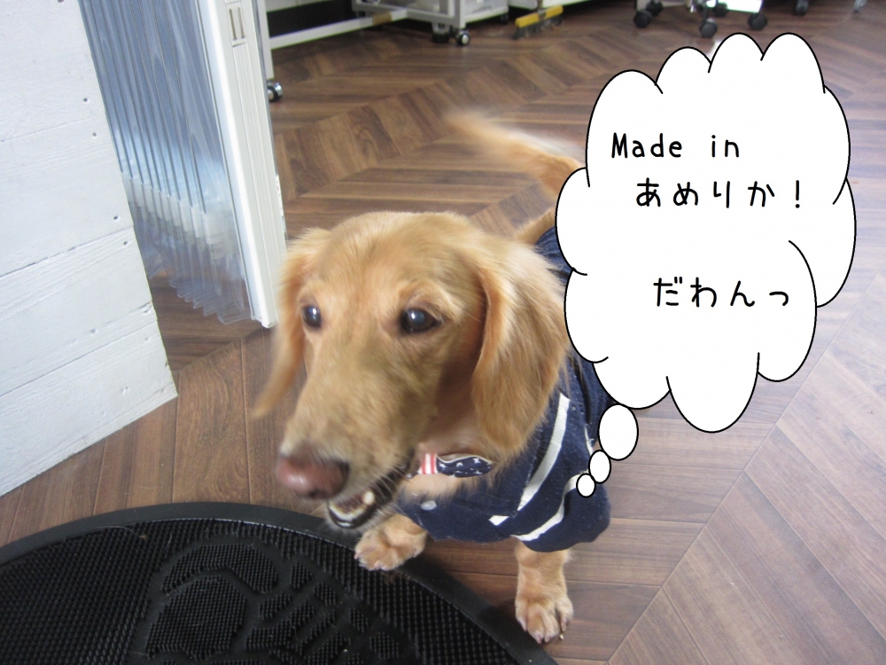 アメリカンミニチュアダックス