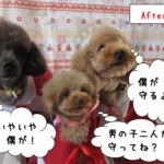 仲良しトイプードル