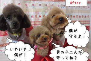 仲良しトイプードル