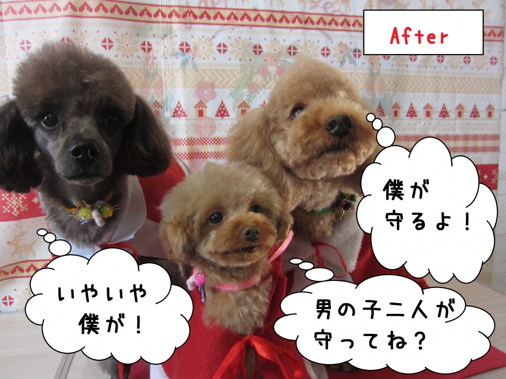 仲良しトイプードル