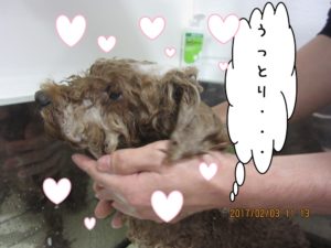 シャンプー中トイプードル
