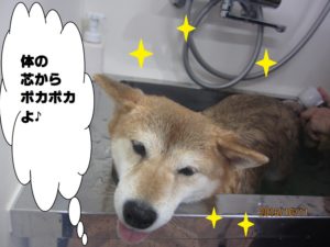 スパ中柴犬