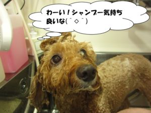 シャンプー中トイプードル