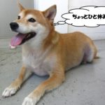 ひとやすみ柴犬
