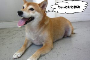 ひとやすみ柴犬
