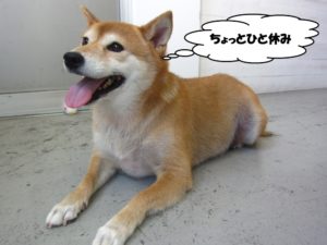 ひとやすみ柴犬